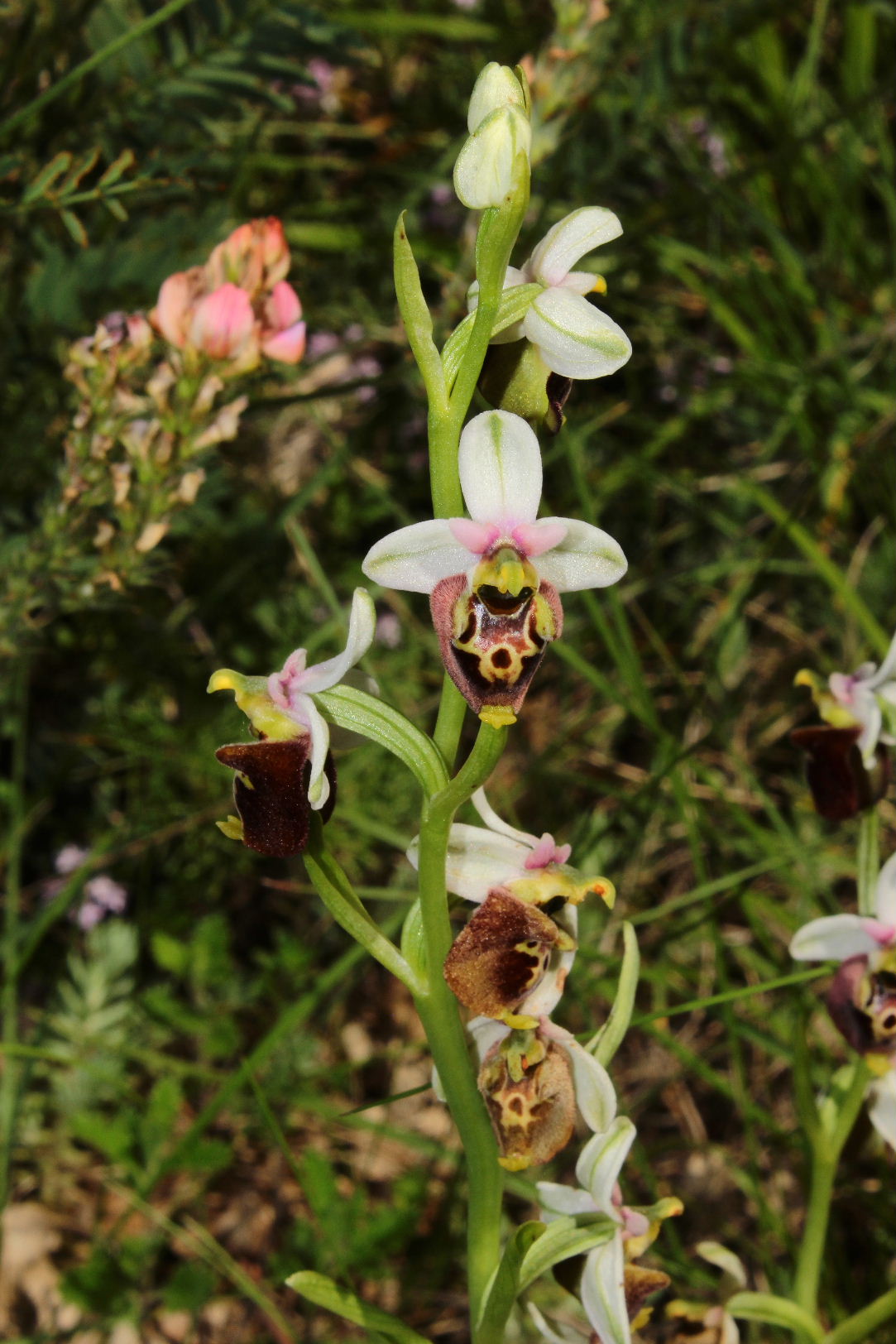 Ophrys dinarica vs appennina ??